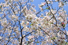 Prunus discoidea