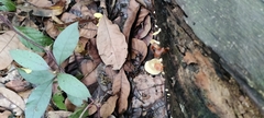 Lactocollybia