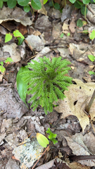 Dendrolycopodium dendroideum