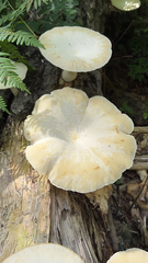 Pleurotus