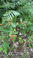 Rubus allegheniensis