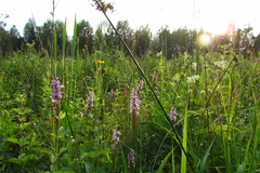 Dactylorhiza