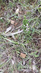 Erica paniculata