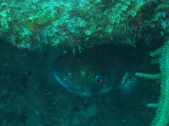 Diodon hystrix