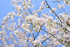 Prunus discoidea