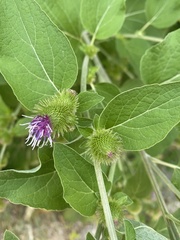 Arctium