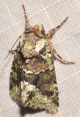 Lacinipolia explicata