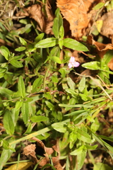 Epilobium tetragonum