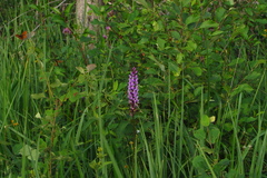 Dactylorhiza