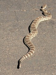 Crotalus oreganus oreganus