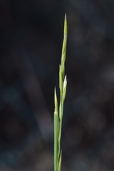 Cleistogenes serotina