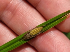 Larinia