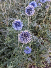 Echinops bannaticus