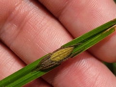 Larinia