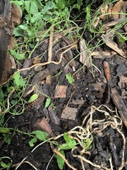 Lithobiomorpha