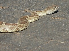 Crotalus oreganus oreganus