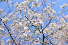Prunus discoidea