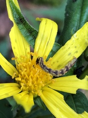 Eupithecia miserulata