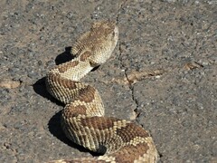 Crotalus oreganus oreganus