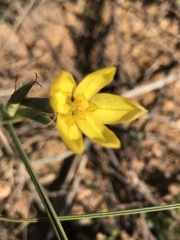 Moraea