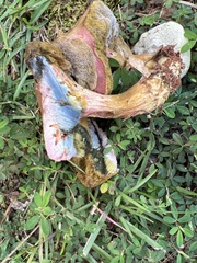 Boletus sensibilis