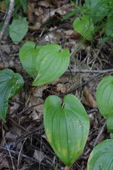 Maianthemum bifolium