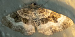 Epirrhoe alternata