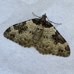 Xanthorhoe fluctuata