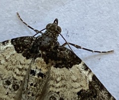 Xanthorhoe fluctuata