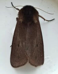 Phragmatobia fuliginosa
