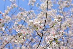 Prunus discoidea