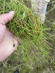 Eleocharis acicularis