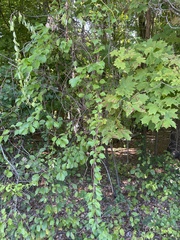 Celastrus orbiculatus