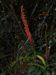 Sarcopera anomala