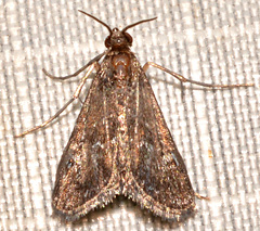 Elophila tinealis