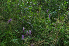 Dactylorhiza