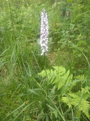 Dactylorhiza