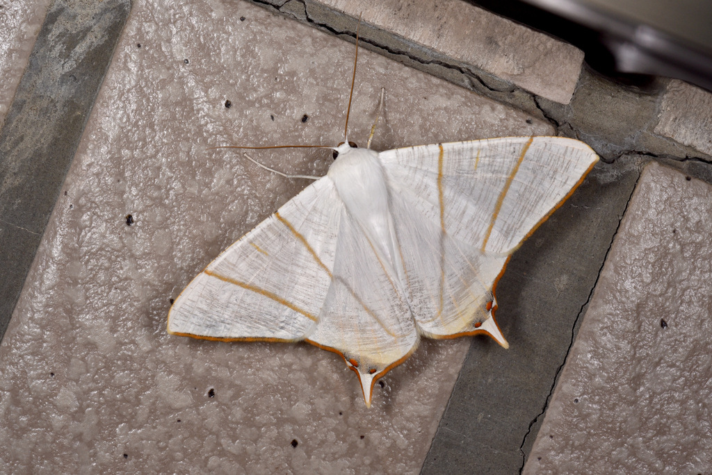 Ourapteryx changi