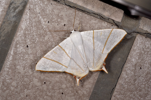 Ourapteryx changi Inoue, 1985