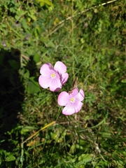 Linum viscosum