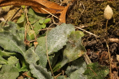 Golovinomyces cichoracearum