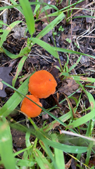 Cantharellus cinnabarinus