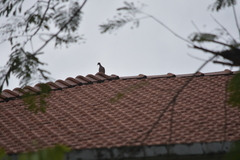 Streptopelia chinensis tigrina