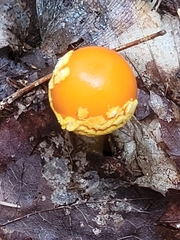 Amanita flavoconia