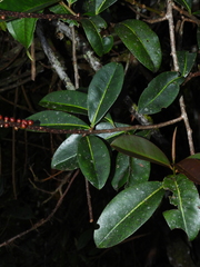 Sarcopera anomala
