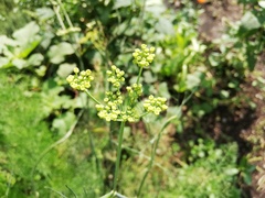 Foeniculum vulgare