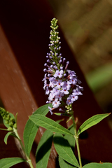 Buddleja
