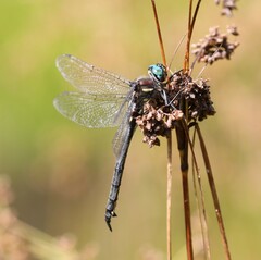 Somatochlora elongata