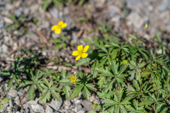 Potentilla flagellaris