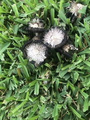 Coprinus